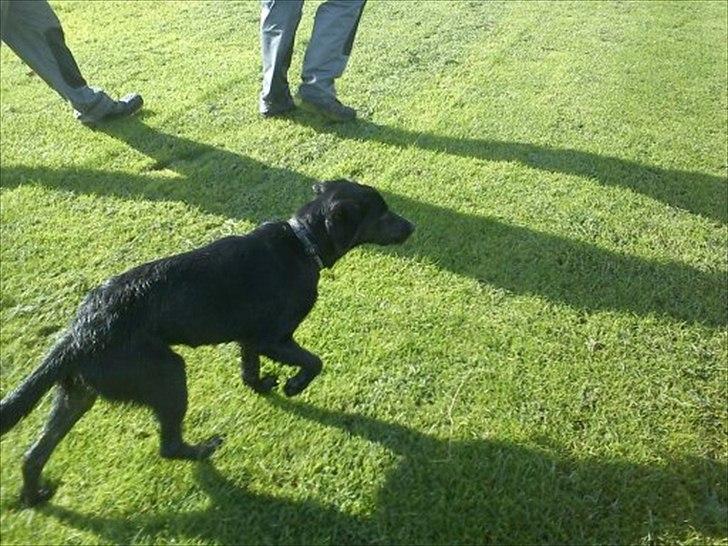 Labrador retriever Zazha billede 19