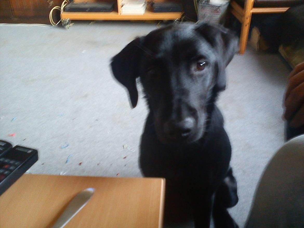 Labrador retriever Zazha billede 20