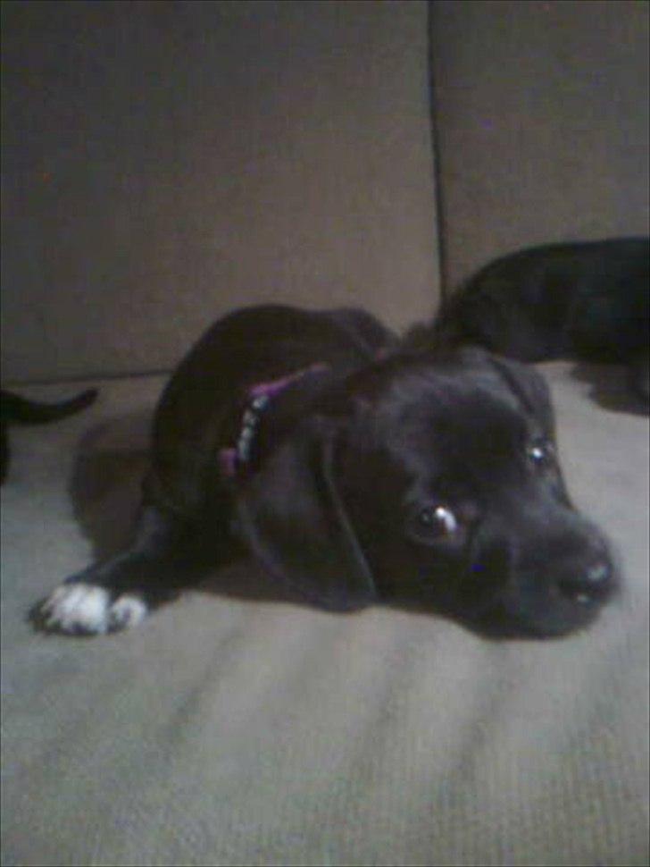 Blanding af racer Gaia billede 1