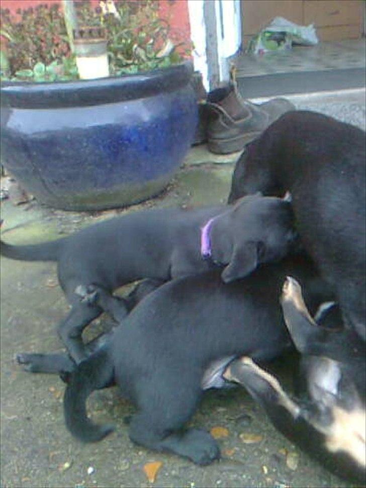 Blanding af racer Gaia - Sammen med mine søskende billede 2