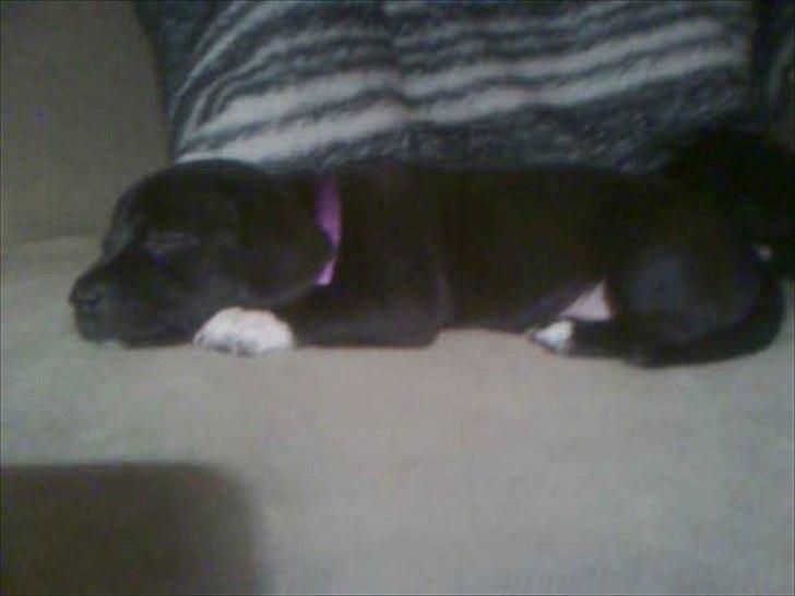 Blanding af racer Gaia billede 4