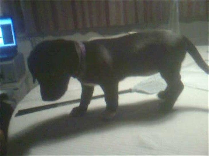 Blanding af racer Gaia billede 7