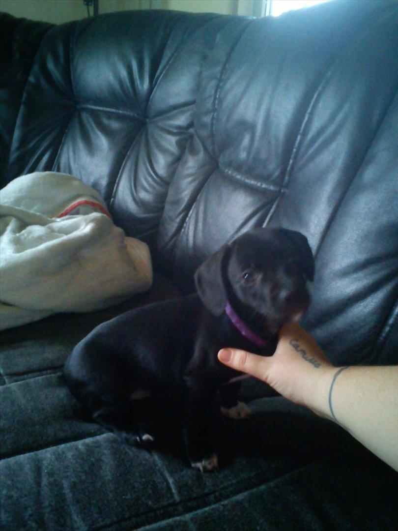 Blanding af racer Gaia billede 9