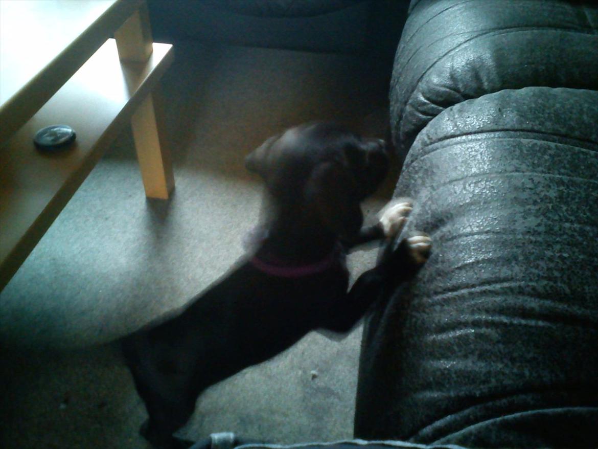 Blanding af racer Gaia billede 11