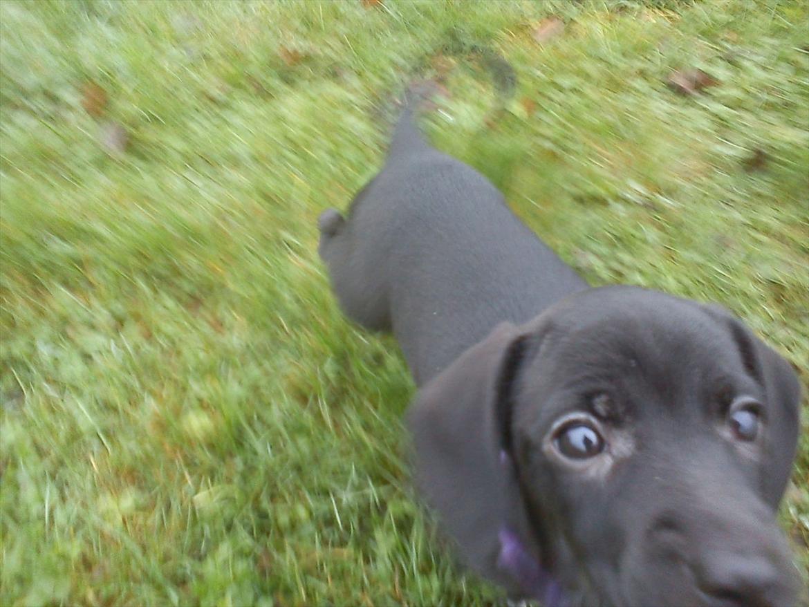 Blanding af racer Gaia billede 13