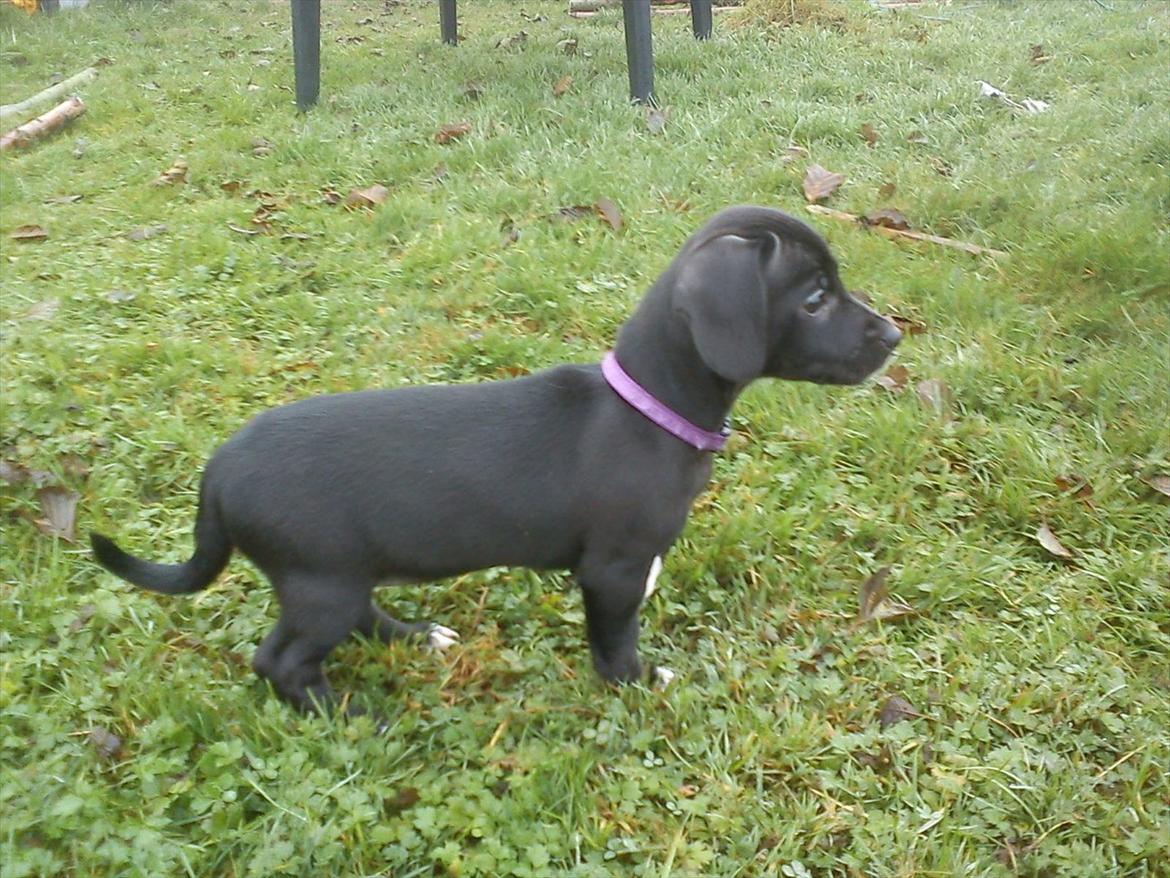 Blanding af racer Gaia billede 14