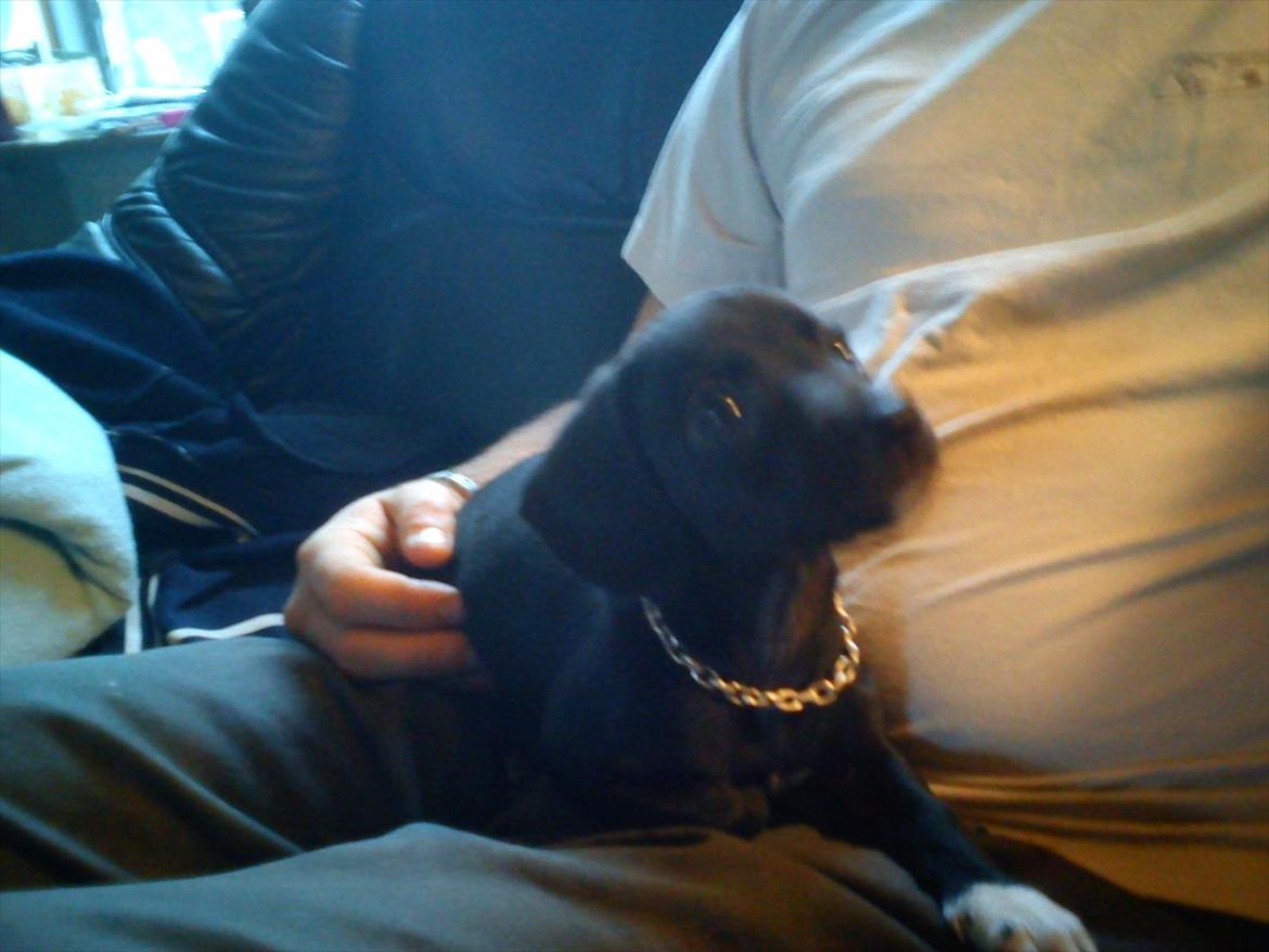 Blanding af racer Gaia billede 15