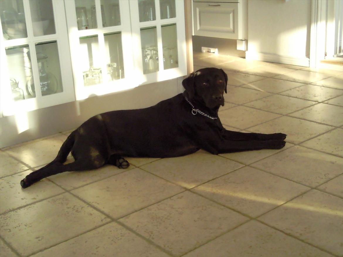 Labrador retriever Zenta billede 5