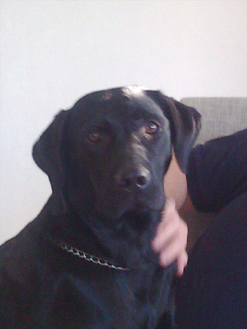 Labrador retriever Zenta billede 6