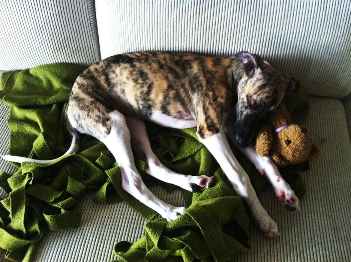 Whippet | Quinta billede 16