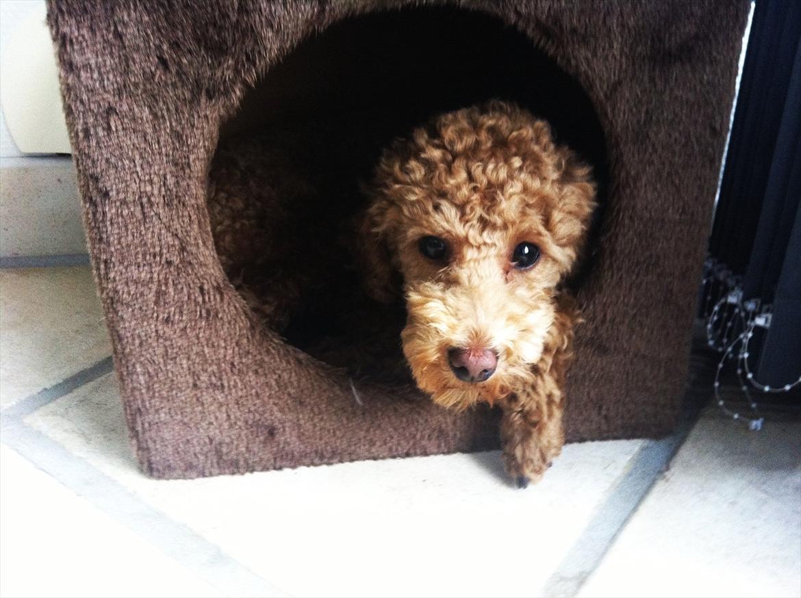 Dværgpuddel | Buller billede 12