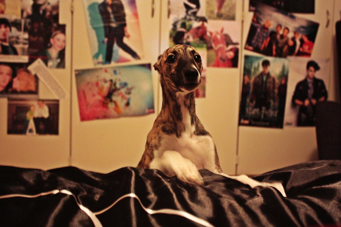 Whippet | Quinta billede 17