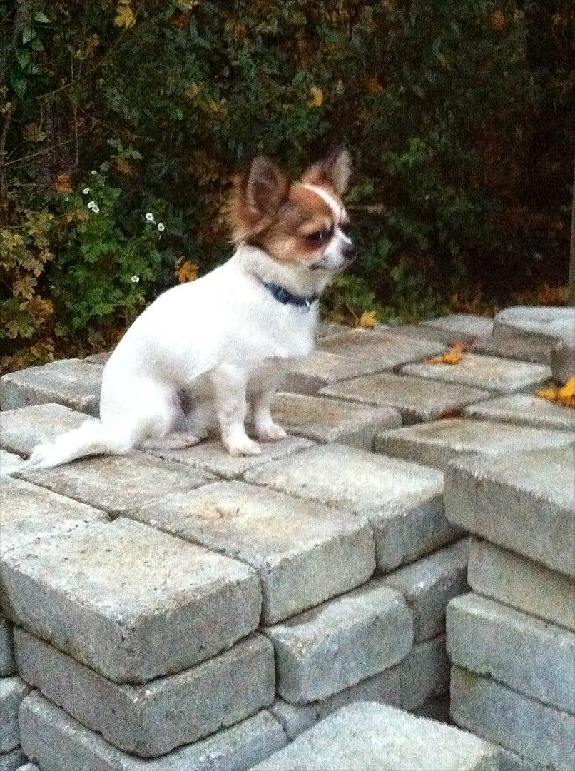 Chihuahua Papí billede 13