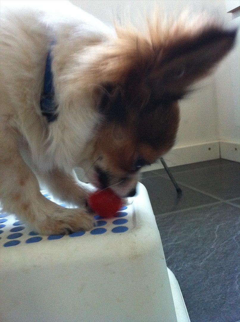 Chihuahua Papí - Han elsker tomater, både som legetøj og som mad billede 17
