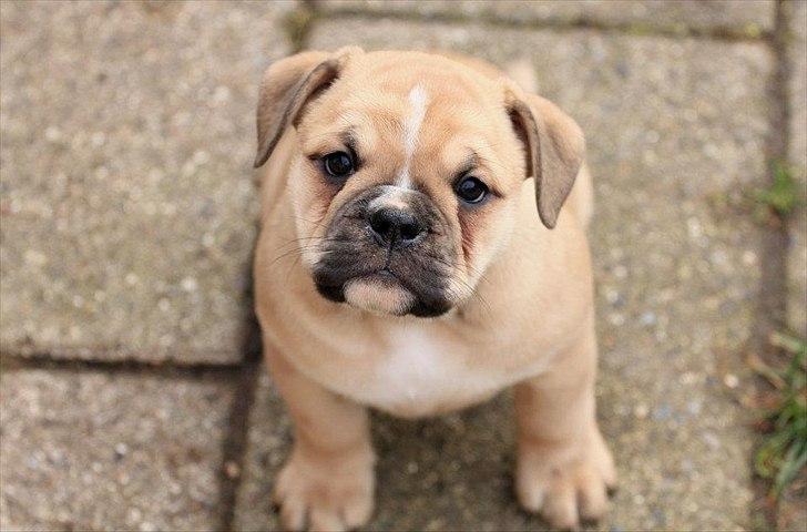 Olde english bulldogge Bullina's Wilma billede 8