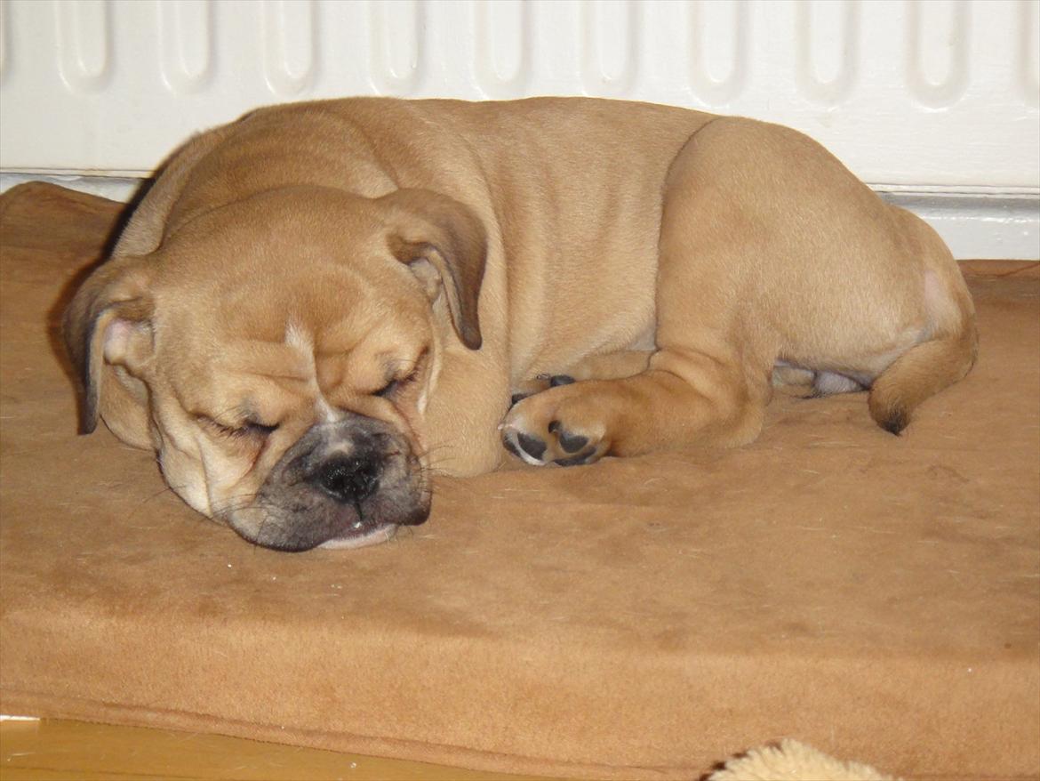 Olde english bulldogge Bullina's Wilma billede 9