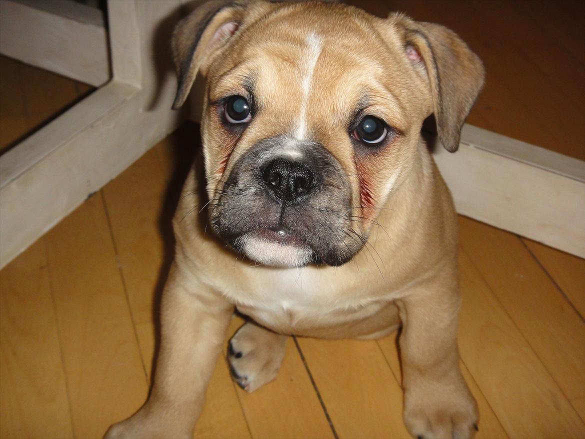 Olde english bulldogge Bullina's Wilma billede 1