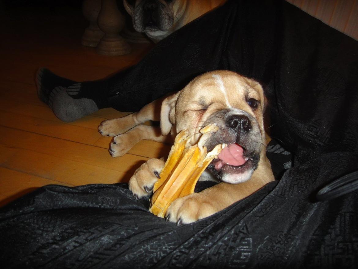 Olde english bulldogge Bullina's Wilma billede 10