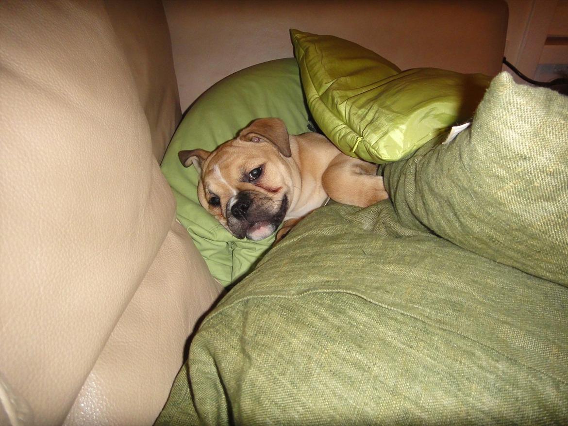 Olde english bulldogge Bullina's Wilma billede 12