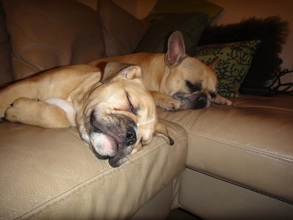 Olde english bulldogge Bullina's Wilma billede 13