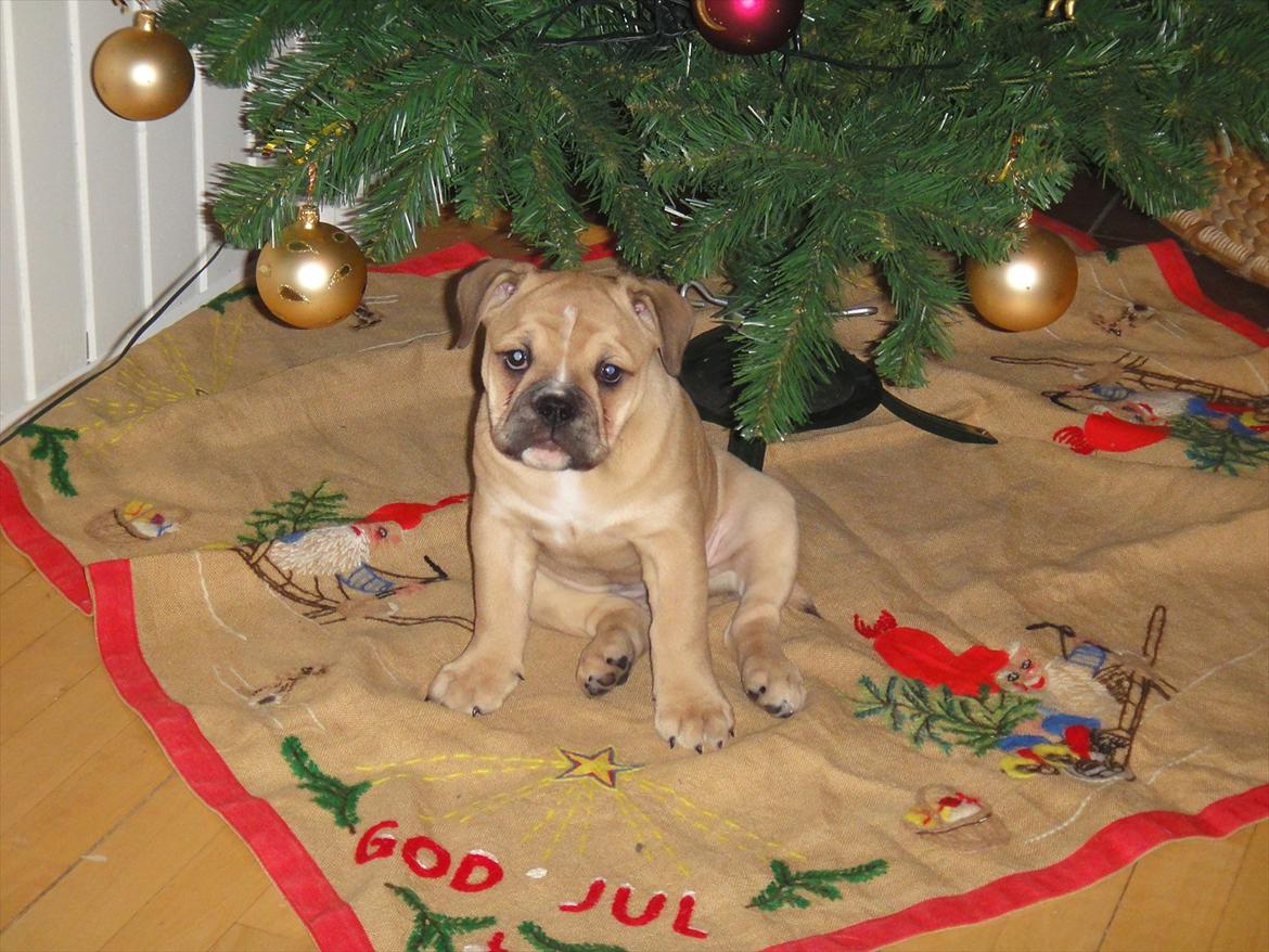 Olde english bulldogge Bullina's Wilma billede 14