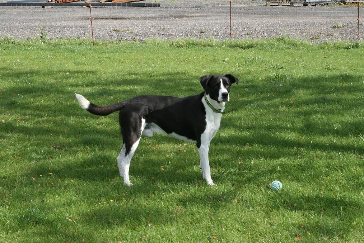 Blanding af racer Tyson billede 15