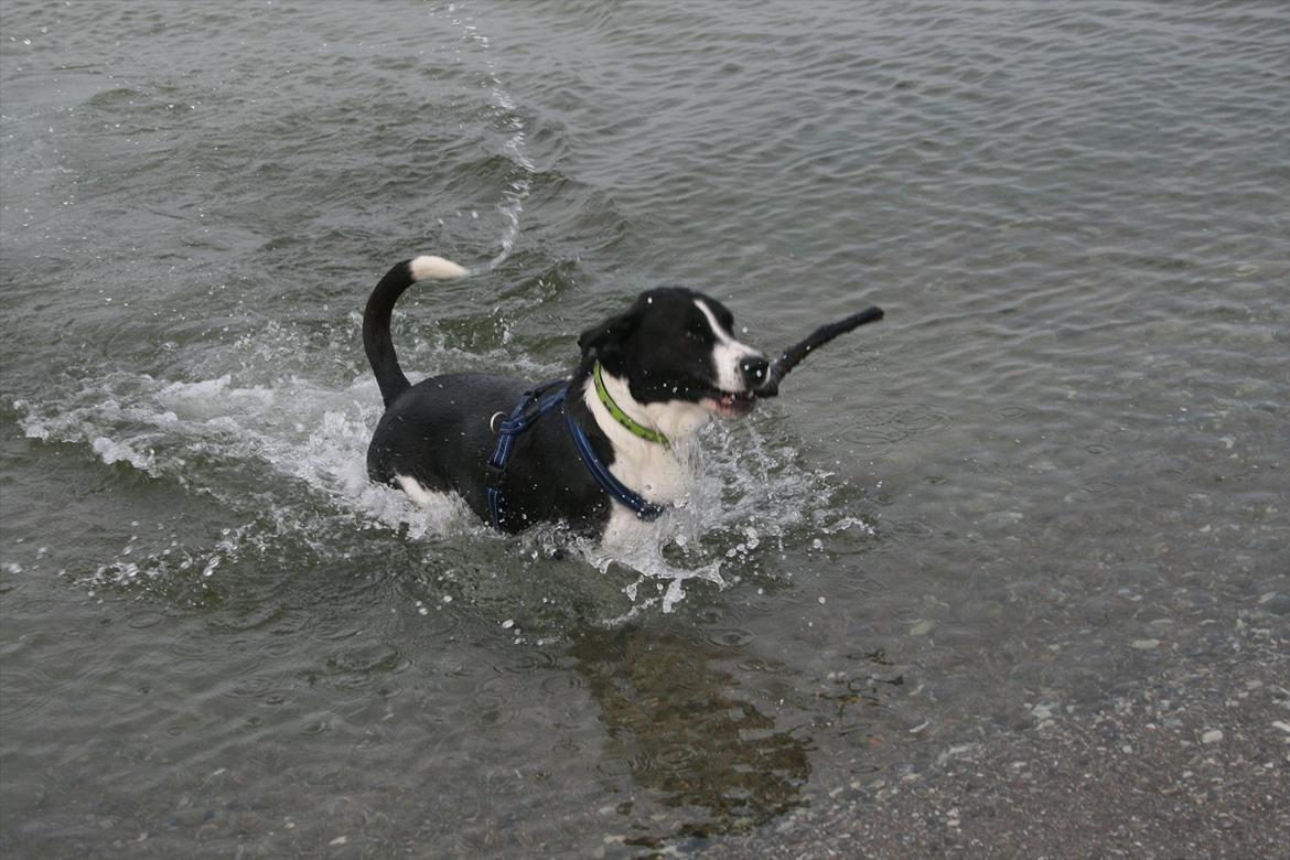 Blanding af racer Tyson - Han eeelsker vand:-D billede 16