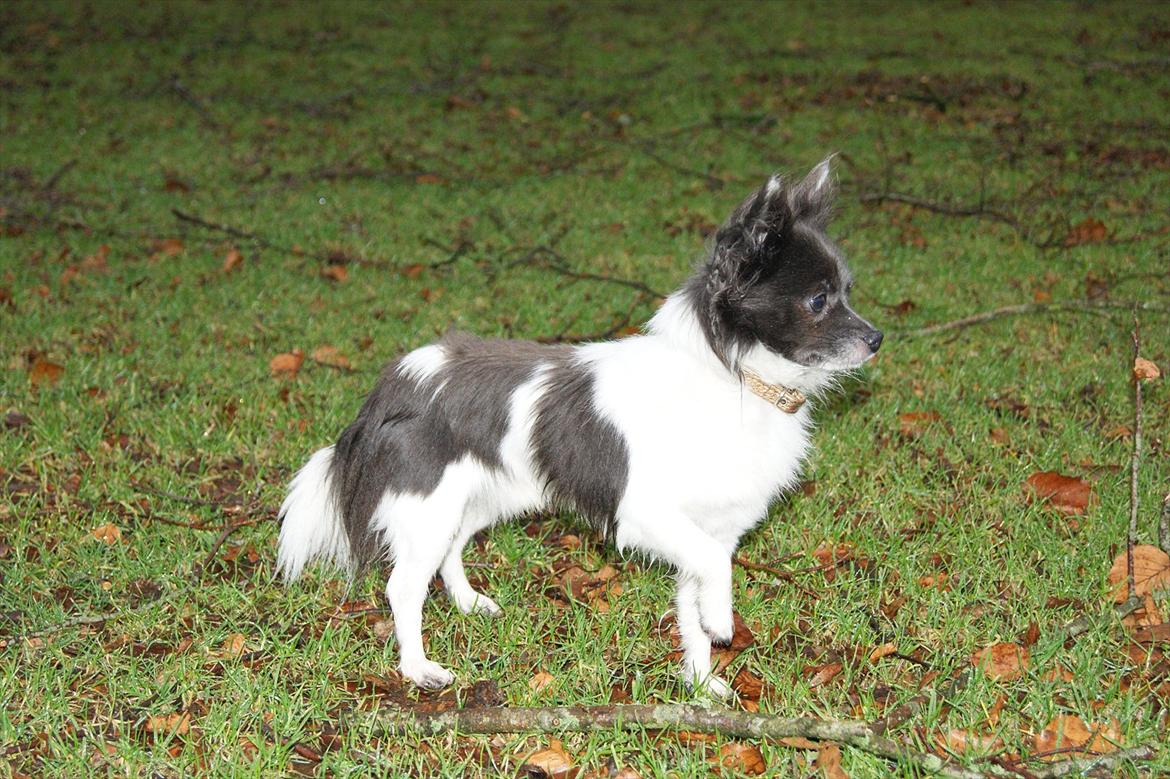 Chihuahua Boris billede 3