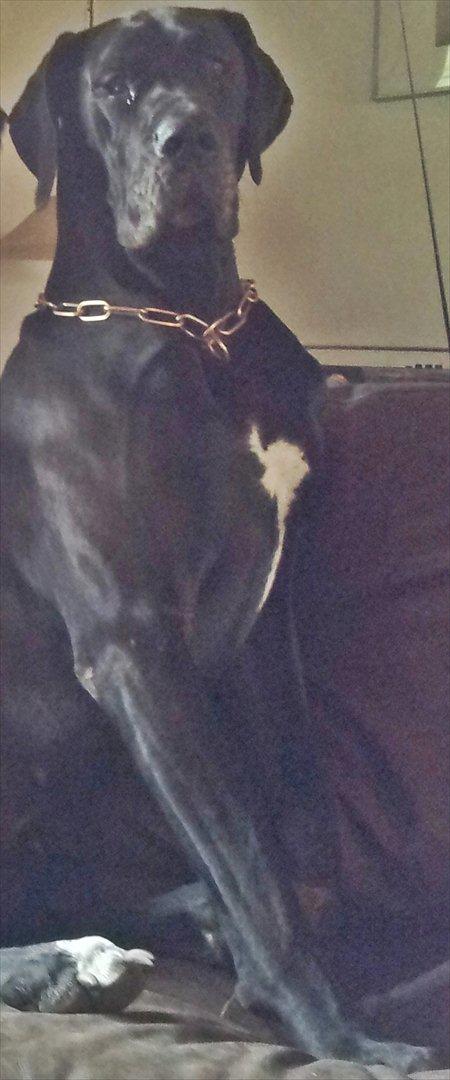 Grand danois Bonnie - Hundepigen :o) billede 1