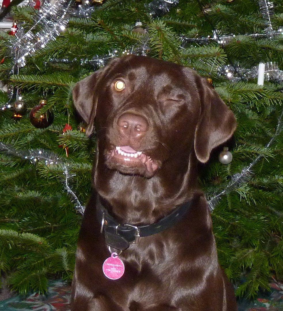Labrador retriever KASJA * Solgt d.19 - 02 - 2012* - Juleaften 2011.
Hej frække!(-; billede 18