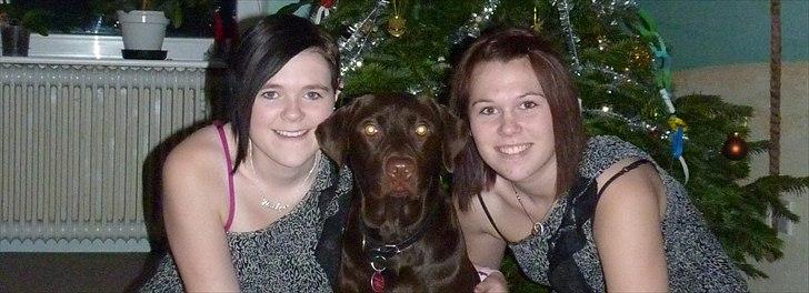 Labrador retriever KASJA * Solgt d.19 - 02 - 2012* - Juleaften 2011. billede 2