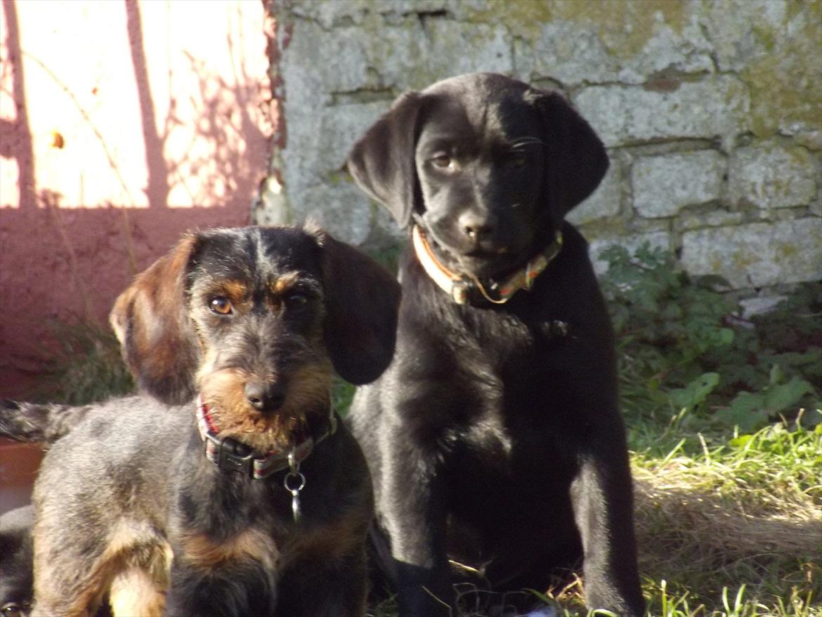 Labrador retriever Acapella - Ella og tante Tessa billede 9