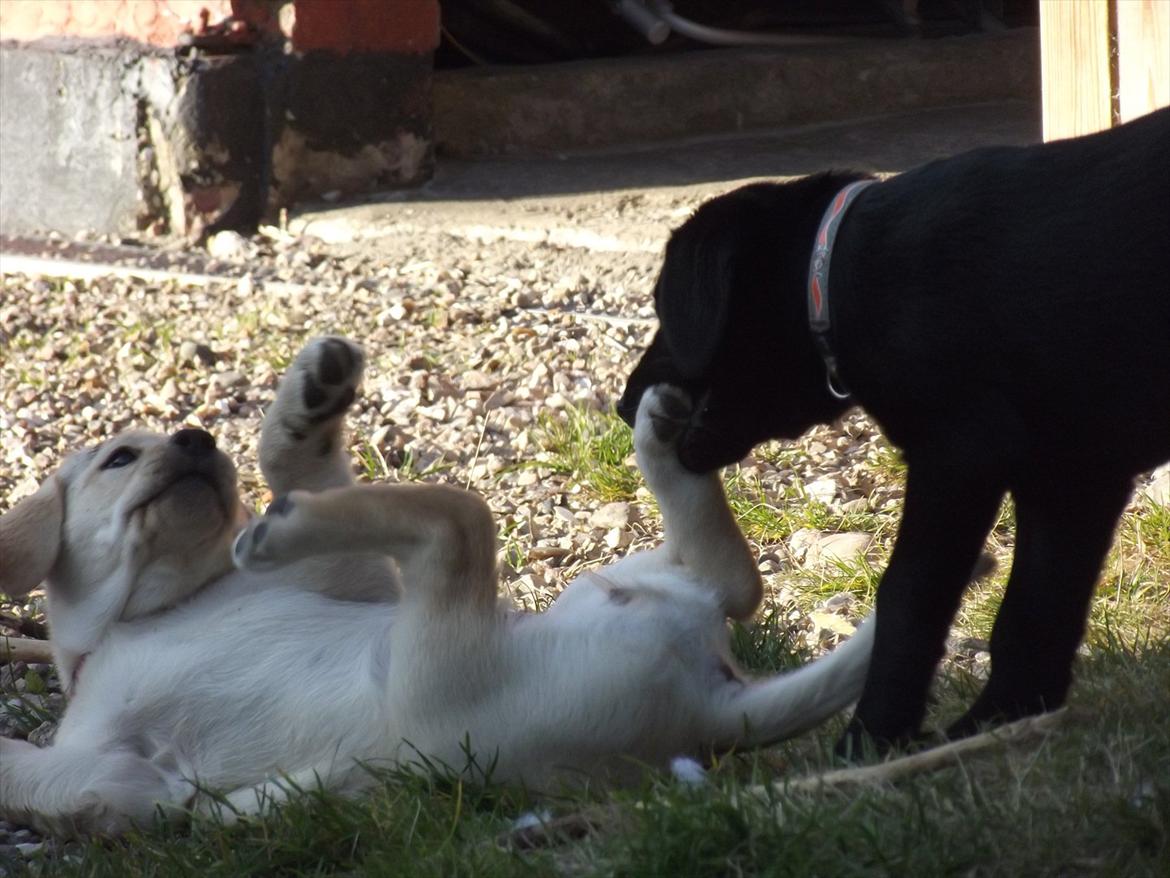 Labrador retriever Acapella - Bider i søster Aida billede 10
