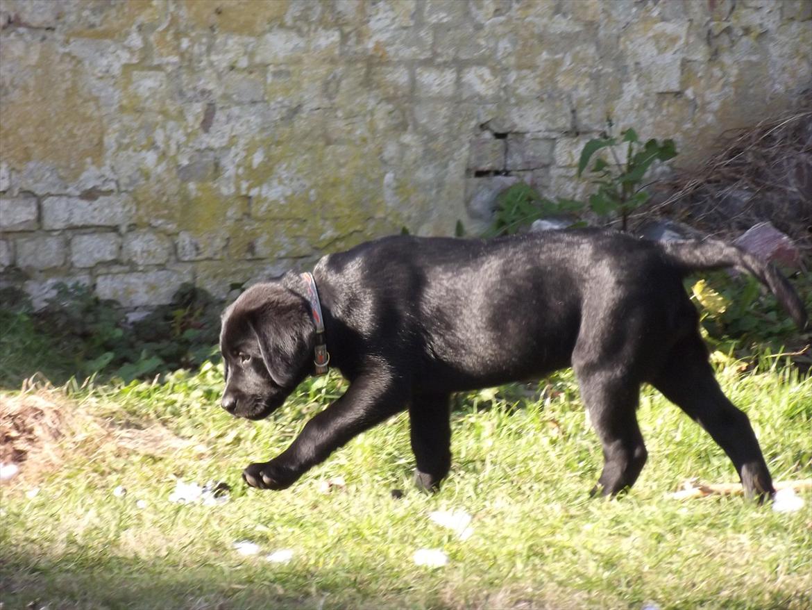 Labrador retriever Acapella billede 13