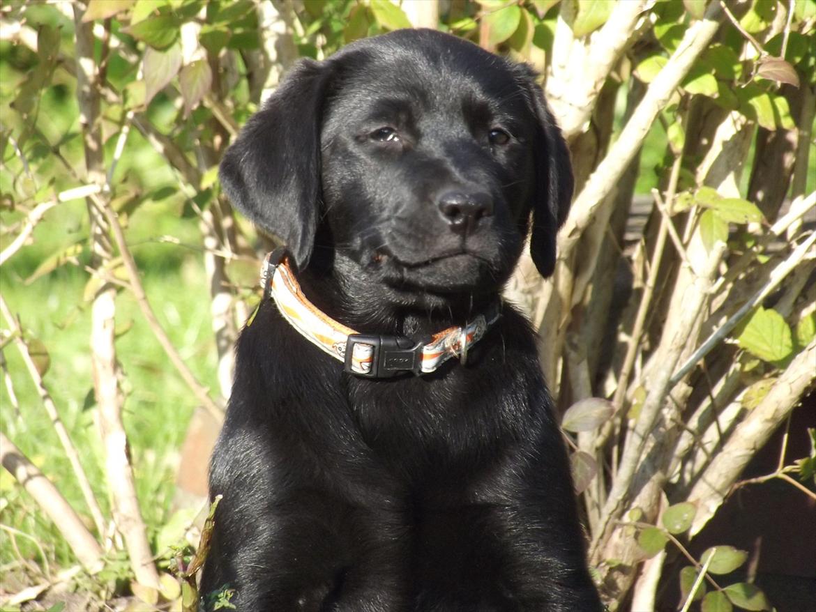 Labrador retriever Acapella billede 14