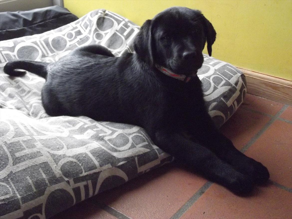 Labrador retriever Acapella billede 17