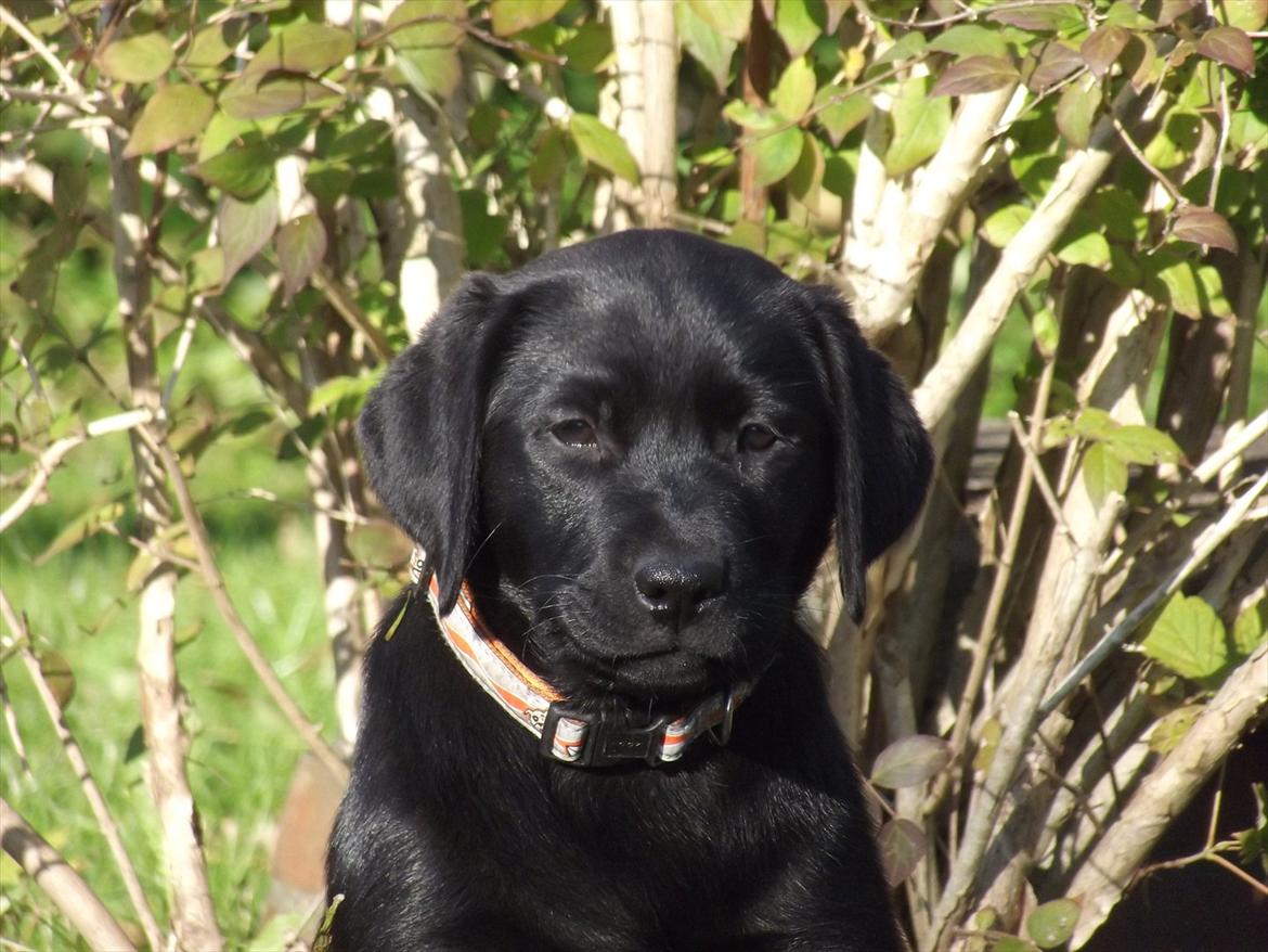 Labrador retriever Acapella billede 6