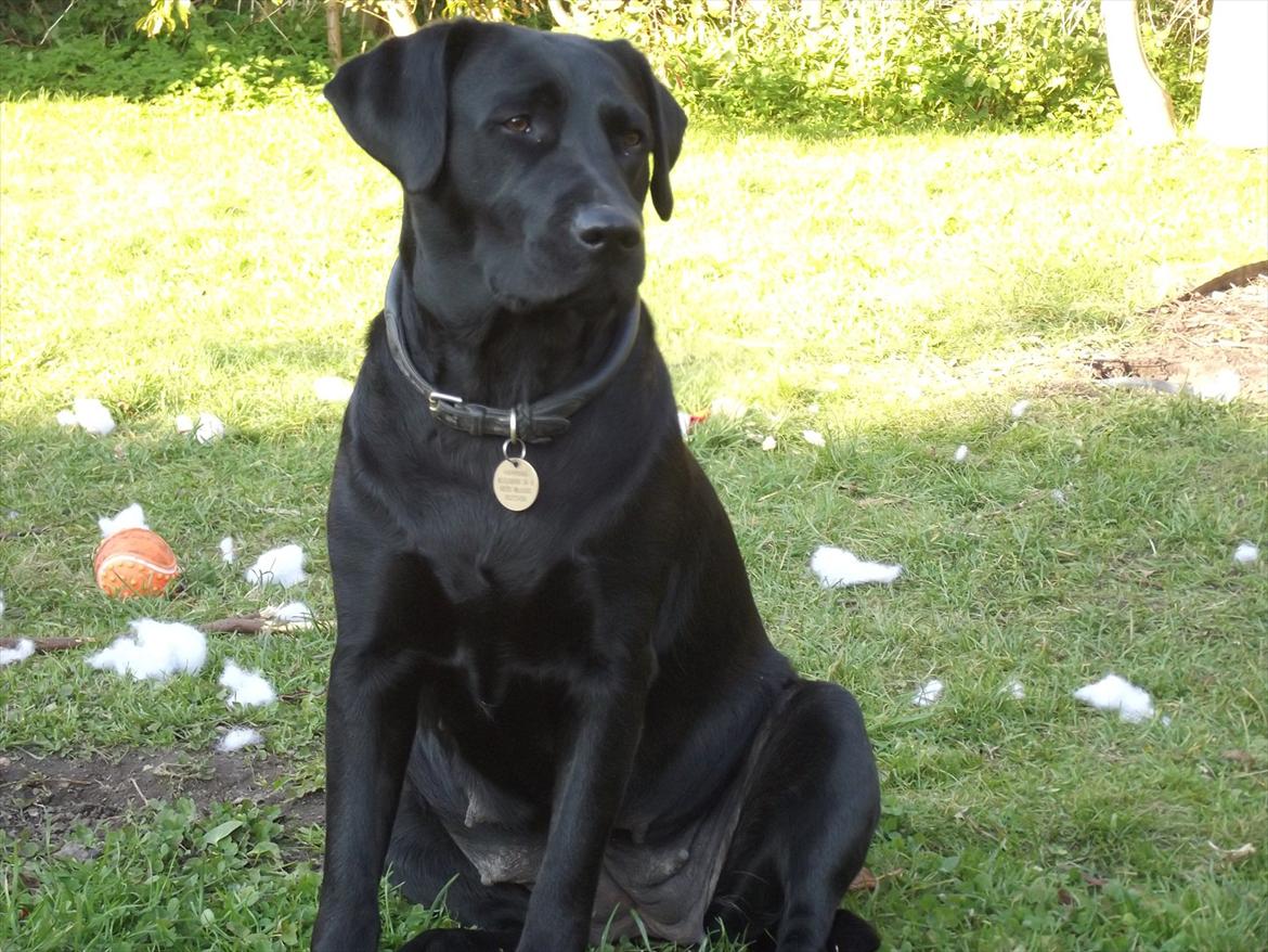 Labrador retriever Kiblans Jessie billede 6