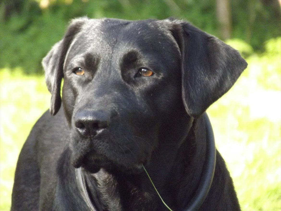 Labrador retriever Kiblans Jessie billede 7