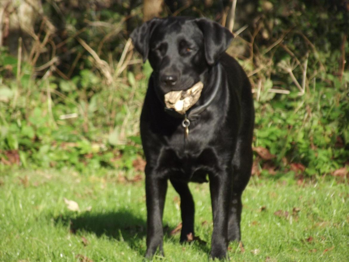 Labrador retriever Kiblans Jessie billede 8