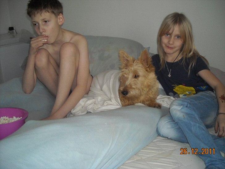 Skotsk terrier Ledagergård´s Gwen (Nancy) - Der ses film og spises popkorn ;-) billede 3