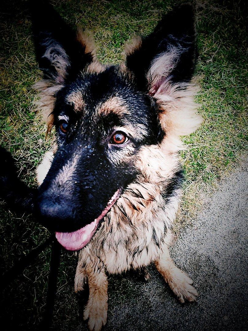 Schæferhund Balder billede 14