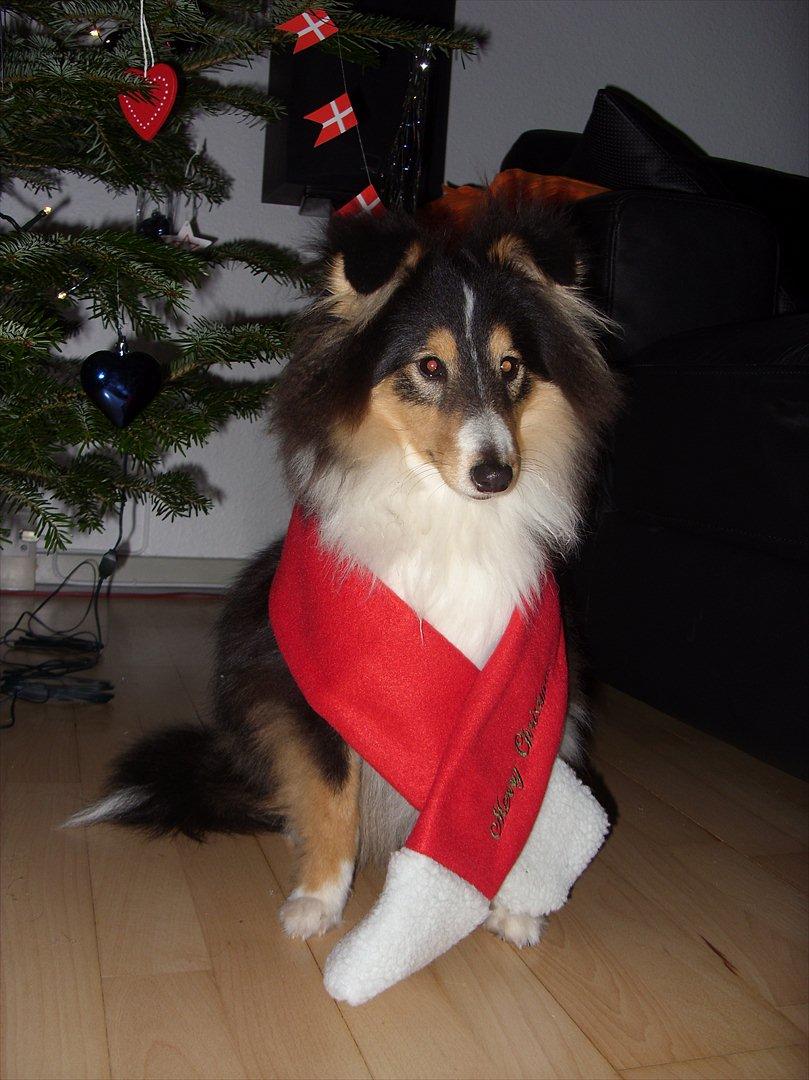Shetland sheepdog Martedal Fritz - Jul 2011 :) billede 10