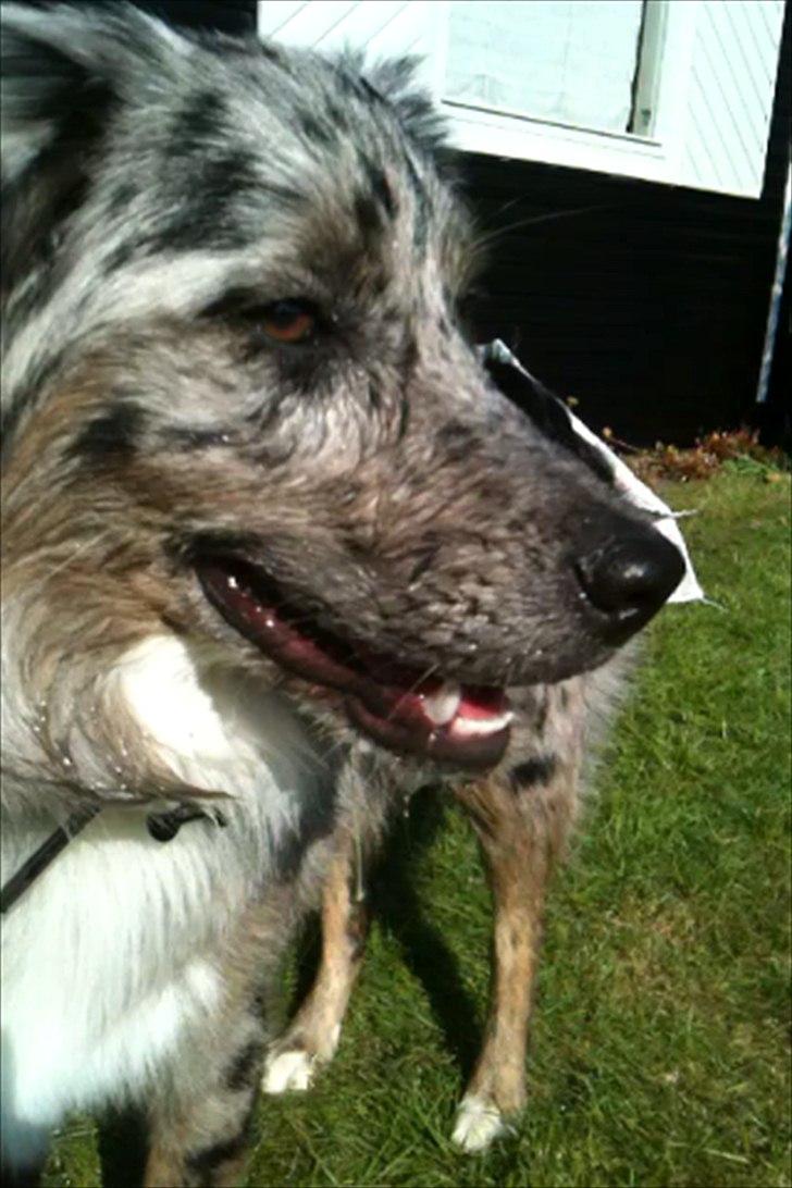 Australian shepherd Bella - Bella i mit sommerhus 2011 billede 6