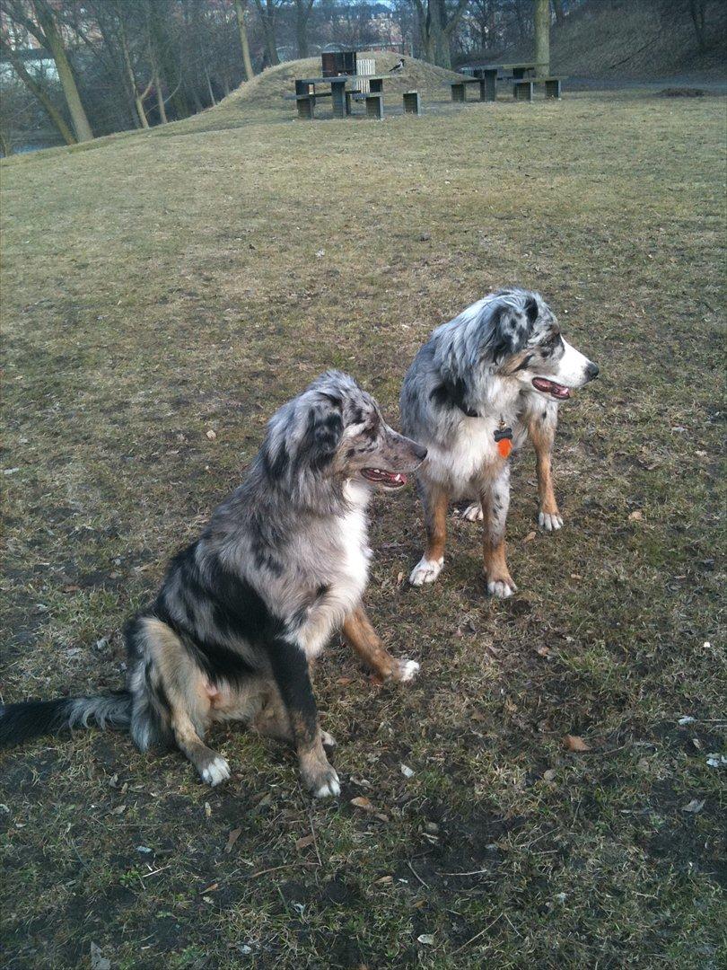 Australian shepherd Bella - Bella og hendes bror som også bor lige ved siden af os:-) billede 7
