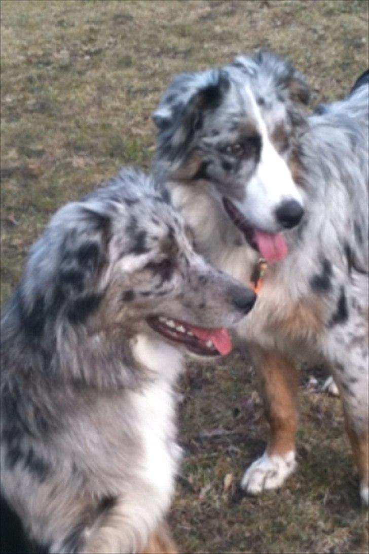 Australian shepherd Bella - Bella og Ivan<3 billede 8