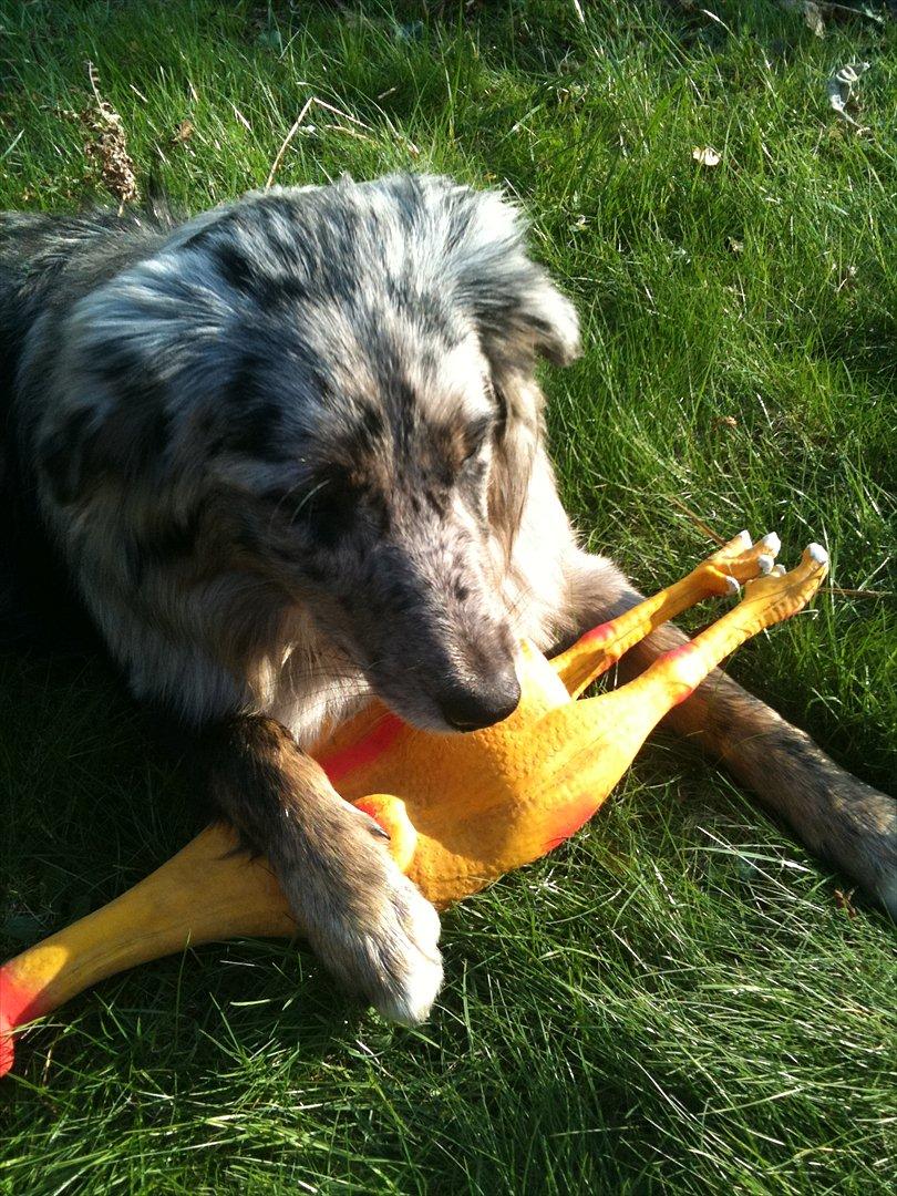 Australian shepherd Bella - bella og hendes elskede kylling!<3 billede 9