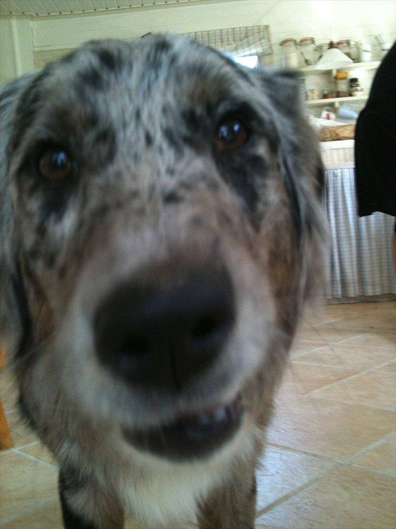 Australian shepherd Bella - Hvad er det du har i hånden?<3 billede 10