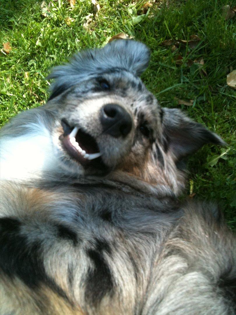 Australian shepherd Bella - Glade friske Bella i sommerhus, hun nyder det!<3 billede 11