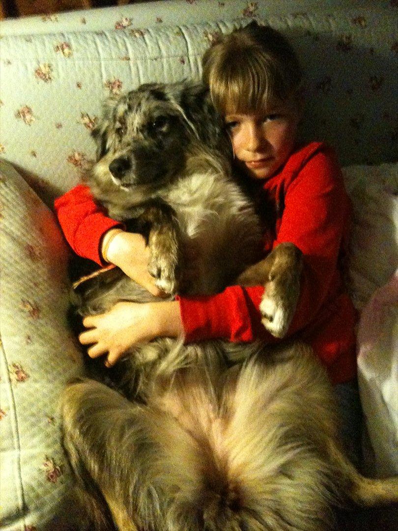 Australian shepherd Bella - Bella og jeg... hygge hygge<3 billede 12